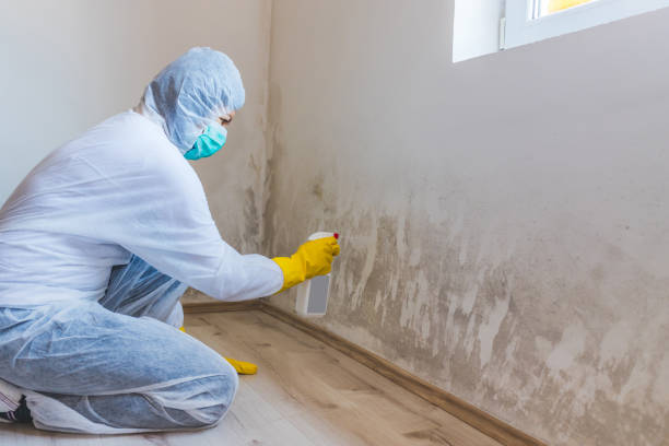 Mold Remediation specialist working in Woodbury Heights